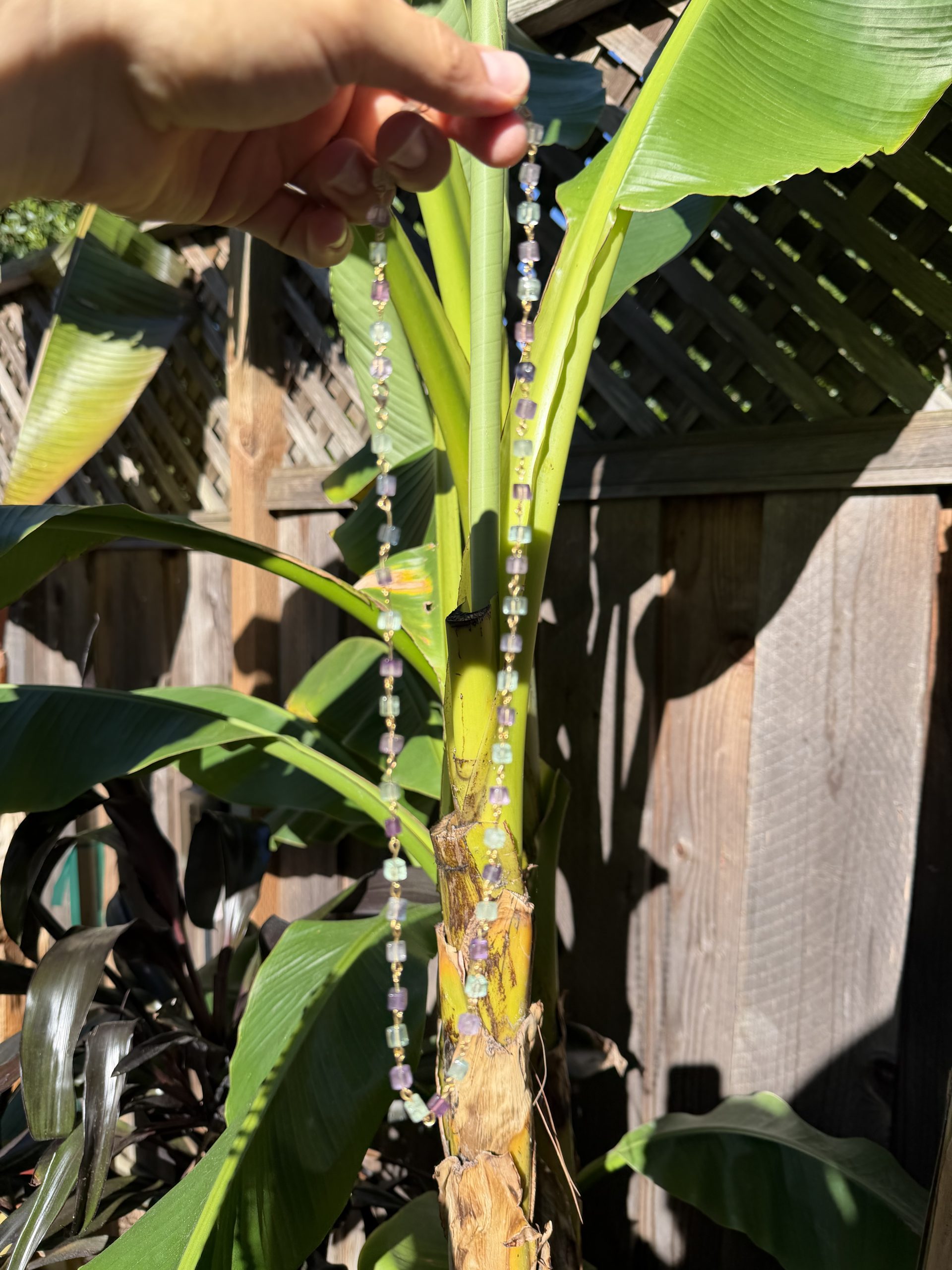 Iris - Image 4